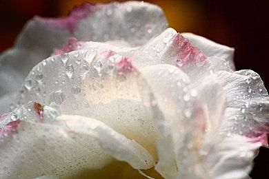 传《上古卷轴4》重制版开发中 维塔士负责